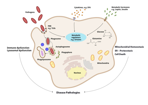 nirmal_research-topic_schematic-pic_500.jpg